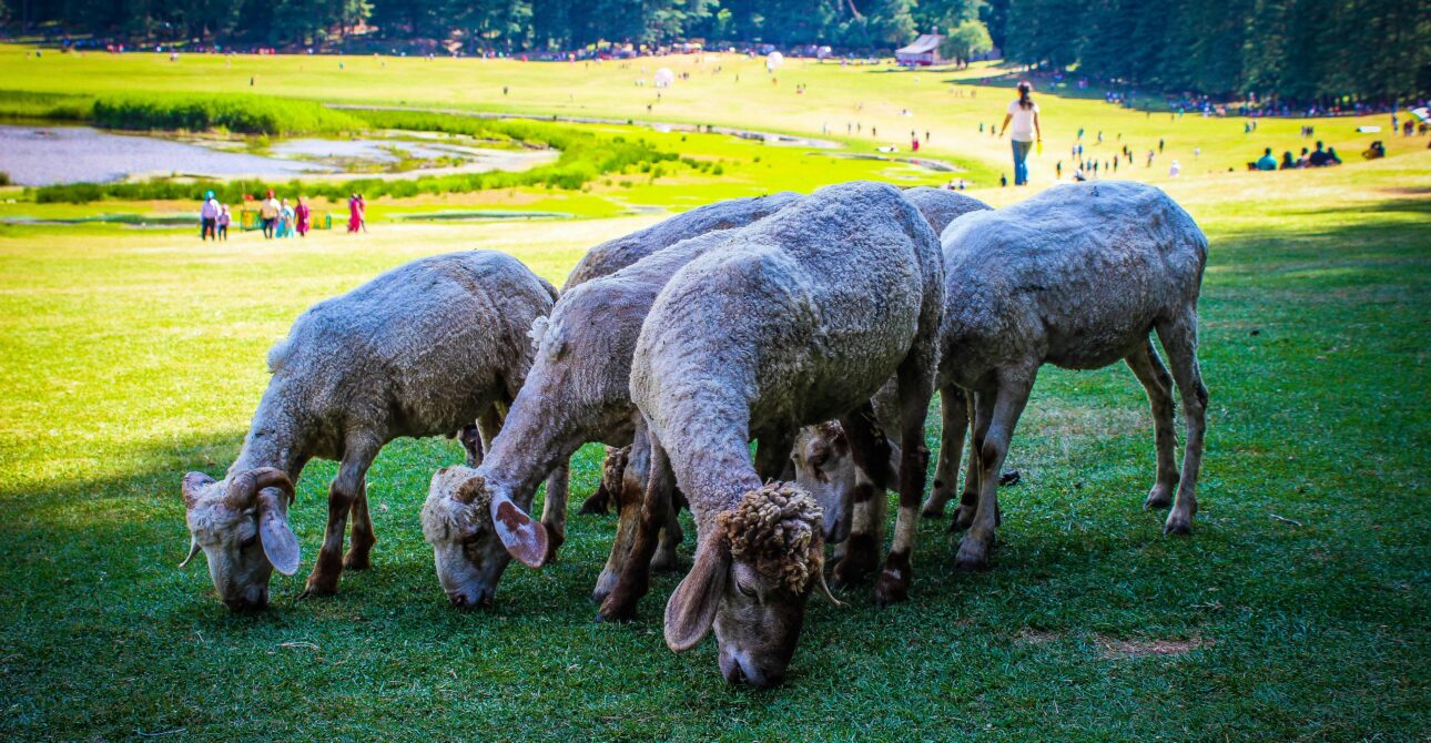 Khajjiar – The Mini Switzerland of India